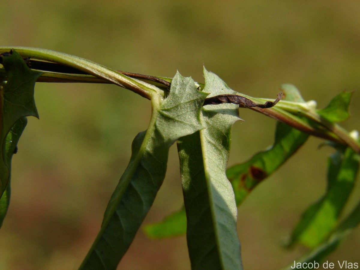 Xenostegia tridentata (L.) D.F.Austin & Staples